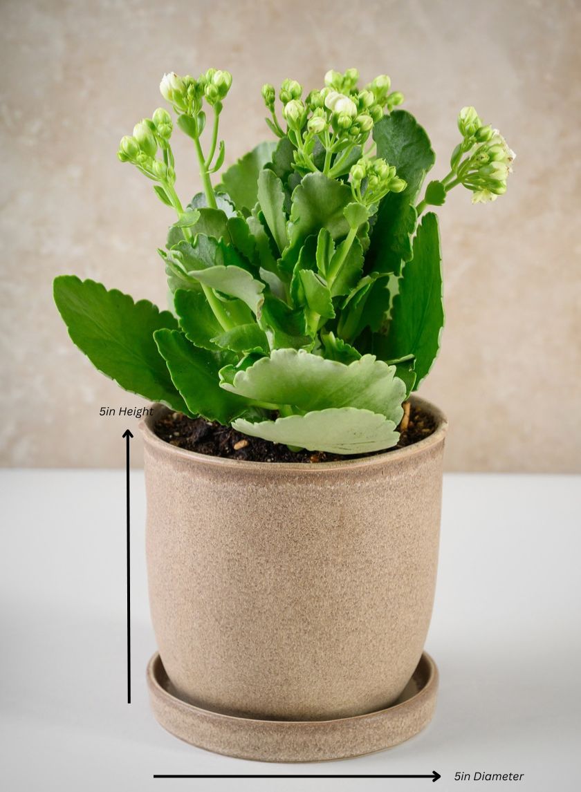 Azra Dark Brown Pot with Saucer Decor Jamali Garden Dark Brown 5in Height - 5in Diameter EACH