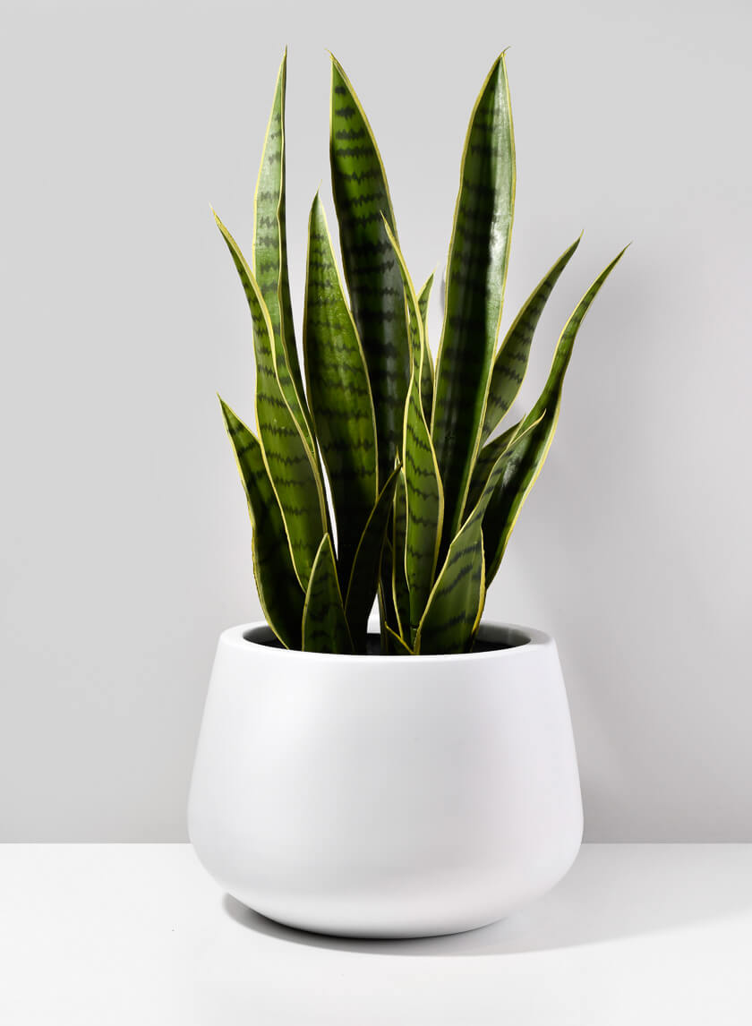 Pyxis White Fiber Stone Pot Decor Jamali Garden