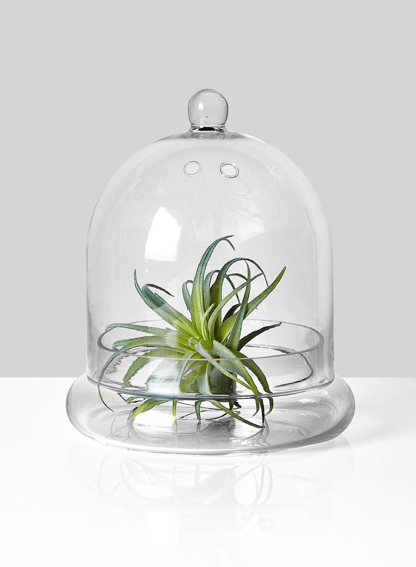 9.5in Tall Glass Terrarium Decor Jamali Garden
