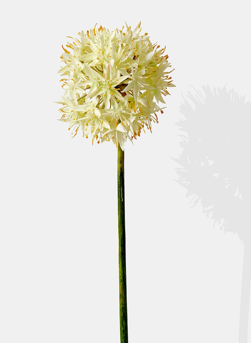 29in Long White Allium, Case of 12 Decor Jamali Garden