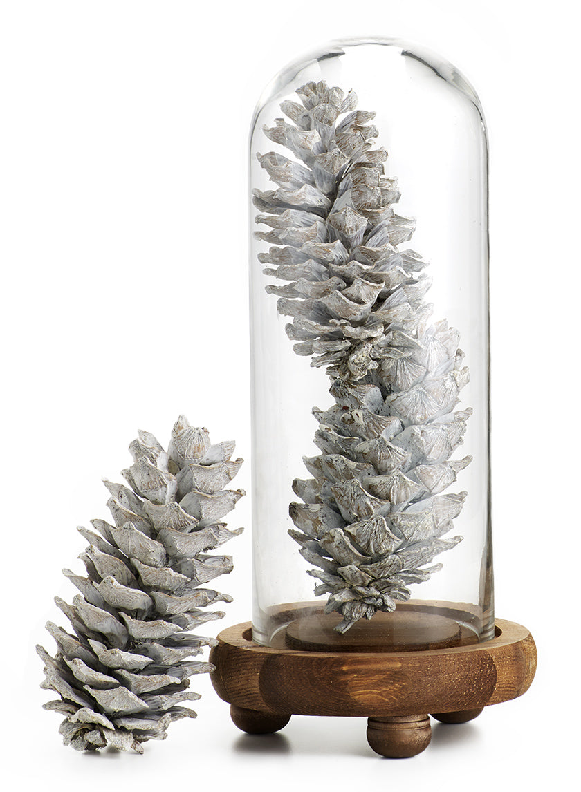 5in / 5.5in Long White-Washed Pinecones, Case of 3 Decor Jamali Garden