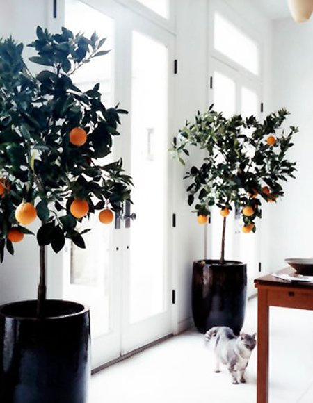 fall home decor indoors black planters with orange trees