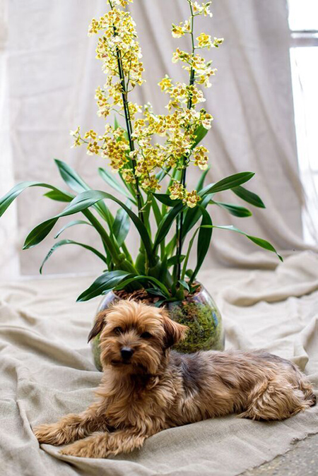 Fishbowl with oncidium orchids, and Cosmo, the dog.