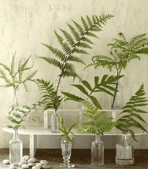a tiered display of bud vases in different shapes and sizes each with a single fern