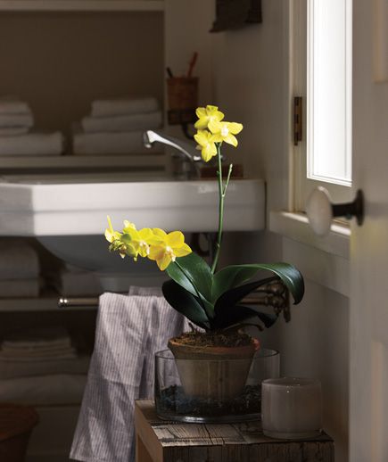 real simple magazine bathroom with yellow orchid in terracotta
