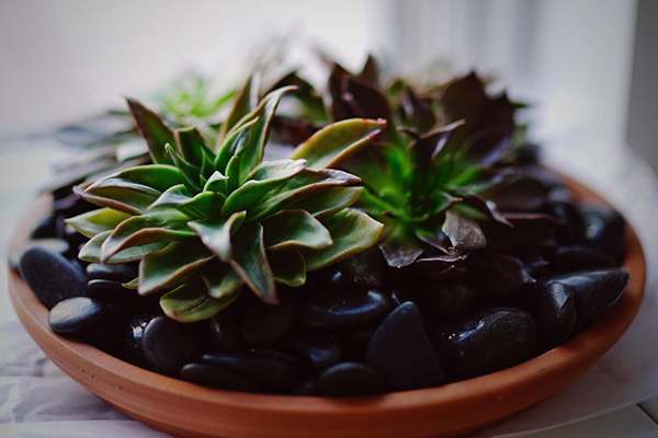 A terra-cotta tray with succulents.