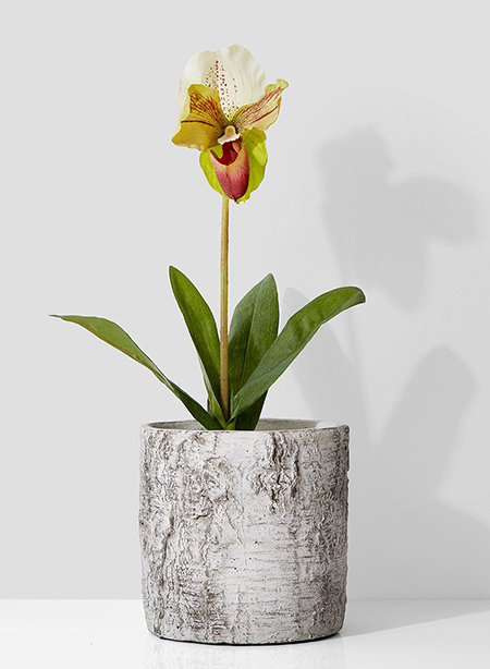 lady slipper orchid in birch cement vase