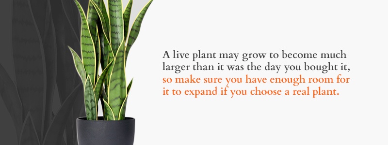 a live plant may grow to become much larger than it was the day you bought it