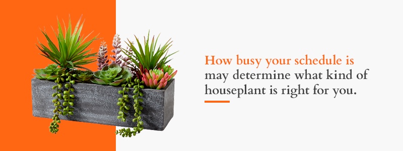 How busy your schedule is may determine what kind of houseplant is right for you
