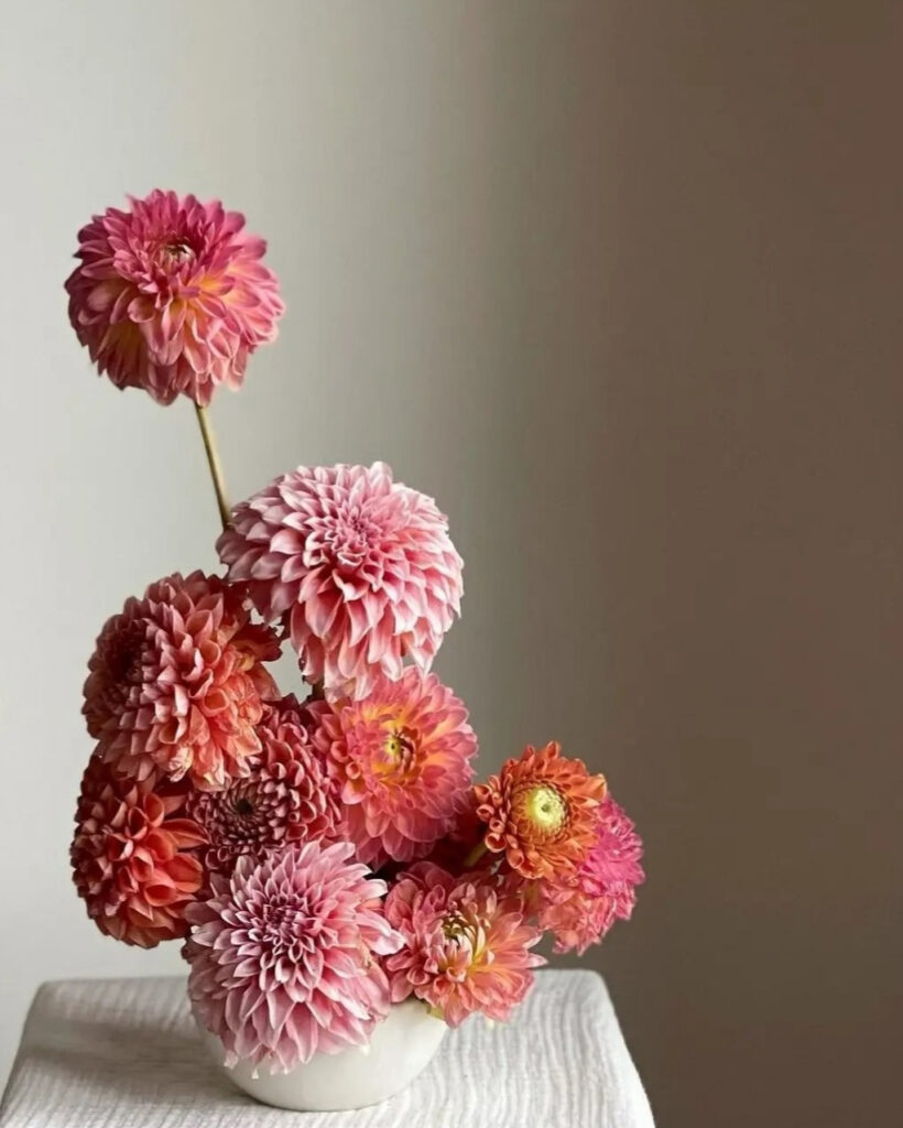 pink pompon dahlia arrangement in ceramic bowl