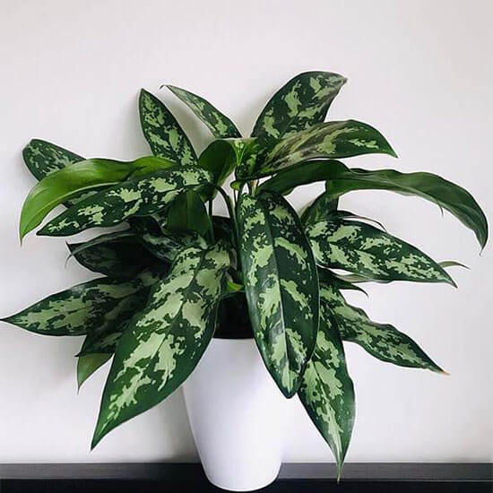 Chinese Evergreen plant in white pot on a shelf