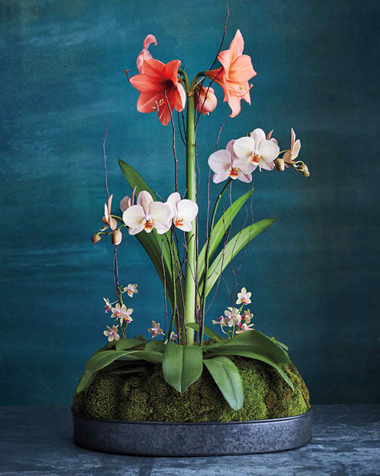 amaryllis with orchids on a tray covered with moss