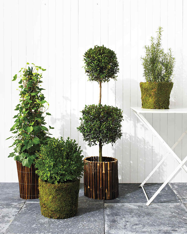 grower's pots with ivy and boxwood topiaries and rosemary wrapped in bamboo and willow