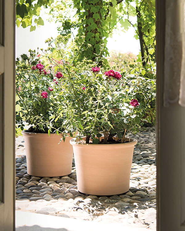 deroma italian terracotta pots with rose bushes on stone patio