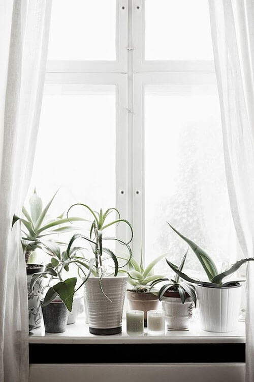 white window sill with potted plants