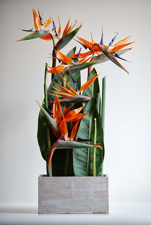 modern birds of paradise floral tropical centerpiece