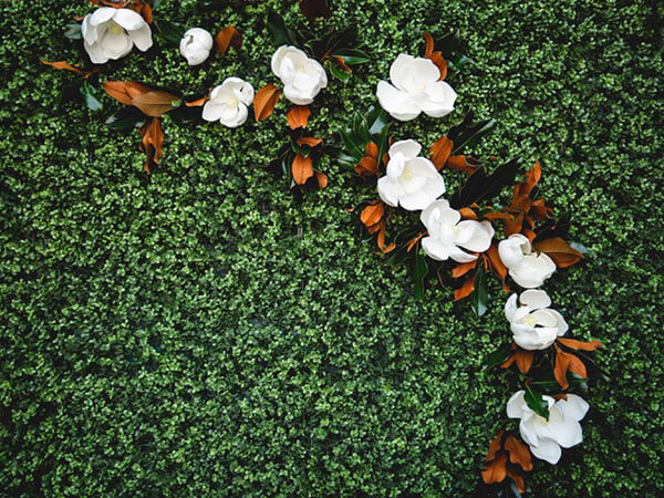 boxwood backdrop with white faux magnolia flowers