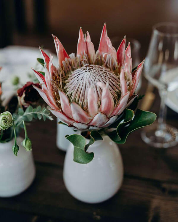 sugarbush pink protea in white ceramic bud vase for a tropical wedding