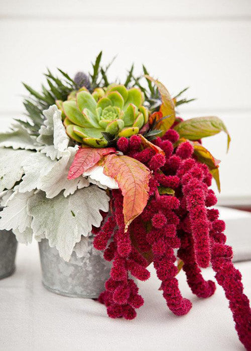 zinc bucket with succulent thistle dusty miller and amaranth