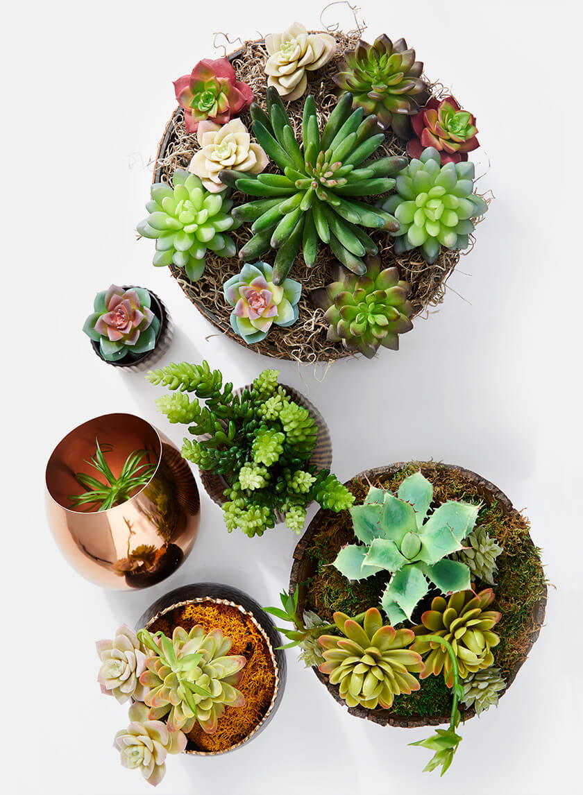 5 star succulents Artificial Star Cactus Succulent Pick – Jamali Garden