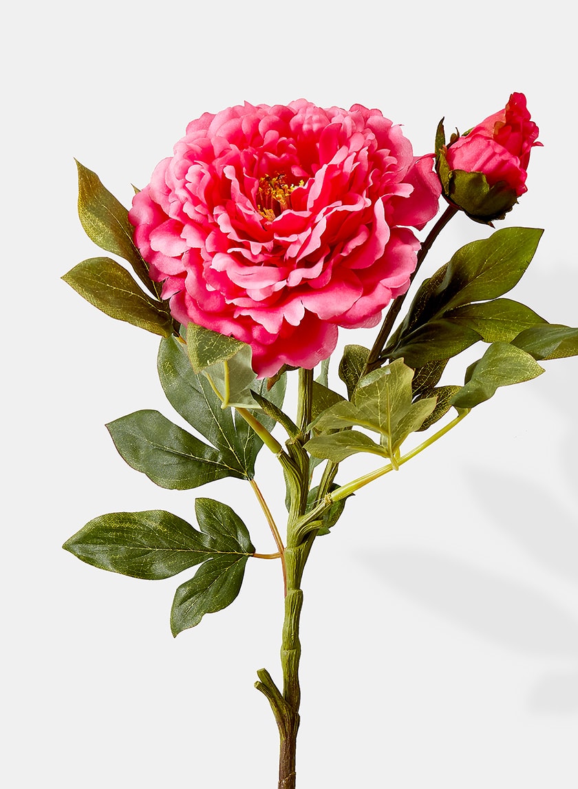 A vibrant pink peony flower with layered petals and lush green leaves, accompanied by a closed pink bud, set against a white background.