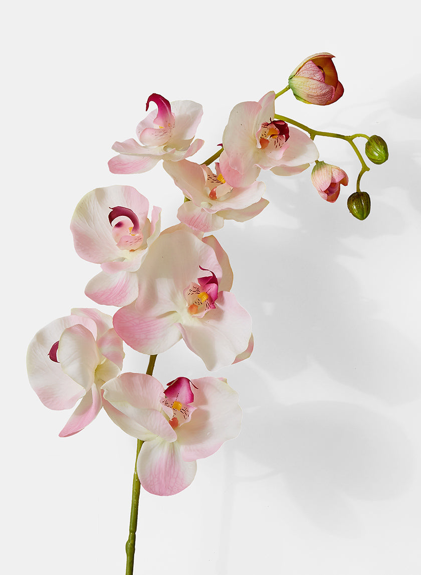 A delicate spray of pink and white orchid flowers with buds on a green stem, set against a plain white background.