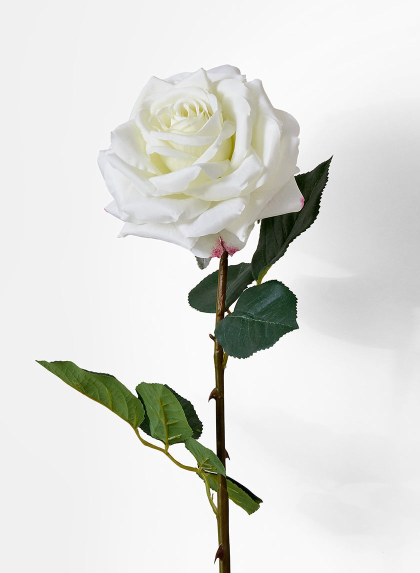 A single long-stemmed white rose with green leaves, set against a plain white background.
