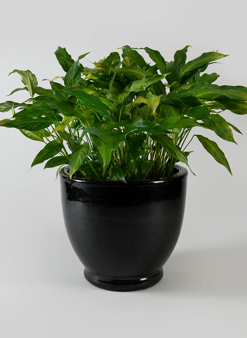 black pots for plants indoor Glossy Black Ceramic Tuscon Egg Pots