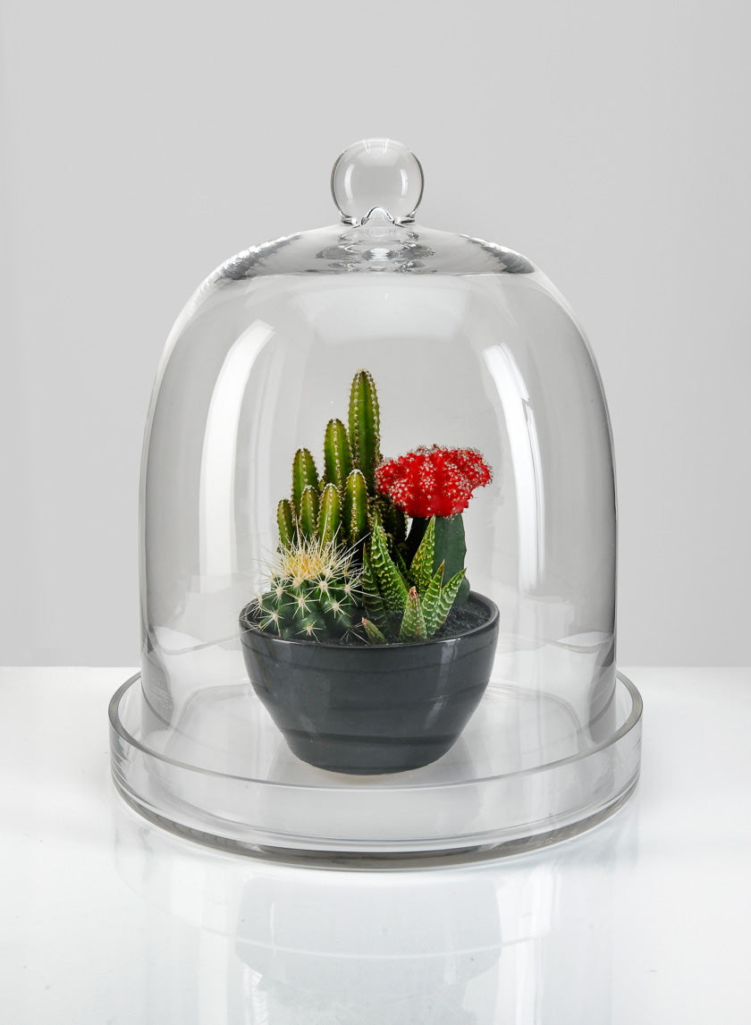 glass dome succulents 13.5in Tall Batiste Glass Cloche & Base – Jamali Garden