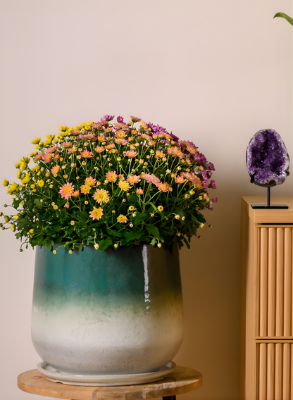 Banyan Running Jade Ceramic Pot with Saucer Decor Jamali Garden White/Teal 12in Tall - Medium EACH