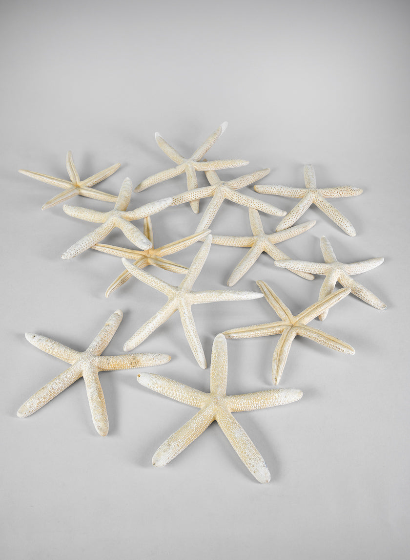 White Finger Starfish, Set of 12 Decor Jamali Garden