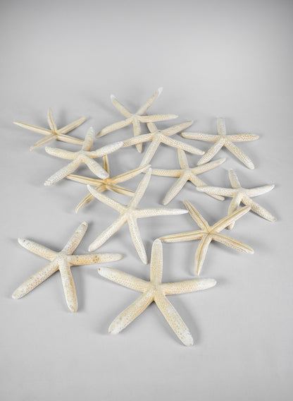 White Finger Starfish, Set of 12 Decor Jamali Garden
