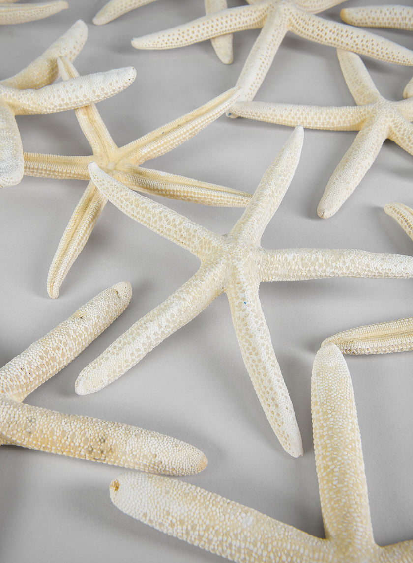 White Finger Starfish, Set of 12 Decor Jamali Garden