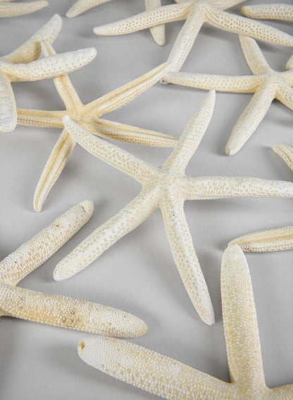 White Finger Starfish, Set of 12 Decor Jamali Garden