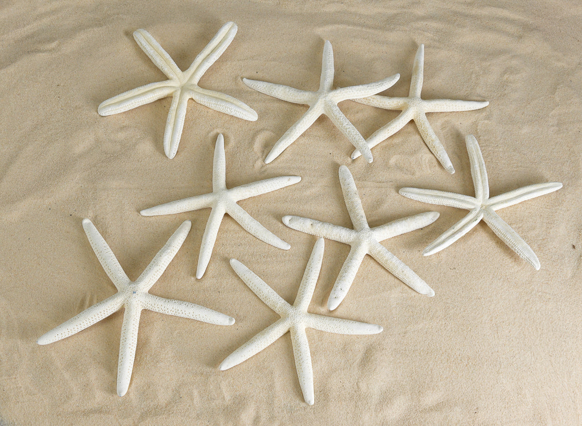 White Finger Starfish, Set of 12 Decor Jamali Garden