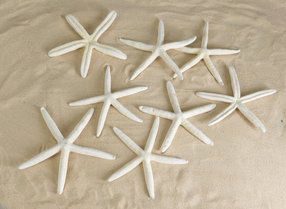 White Finger Starfish, Set of 12 Decor Jamali Garden