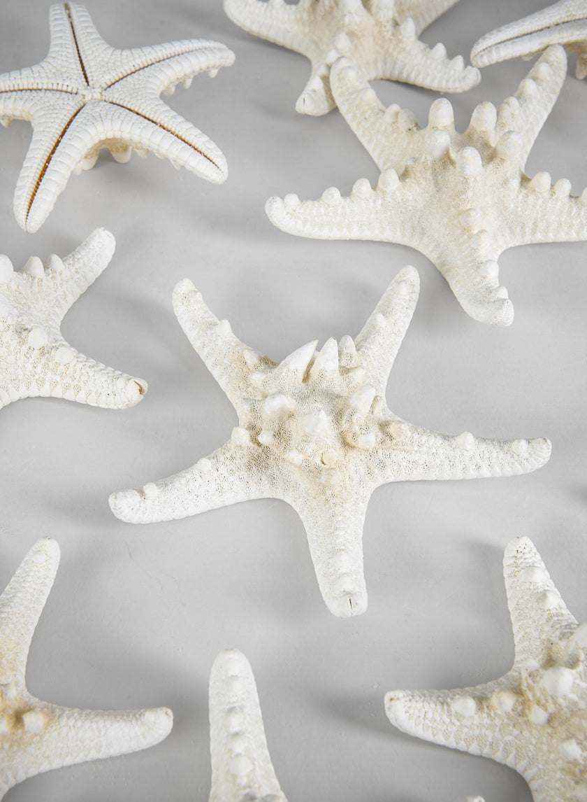 Knobby White Starfish, Set of 10 Decor Jamali Garden