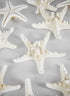 Knobby White Starfish, Set of 10 Decor Jamali Garden