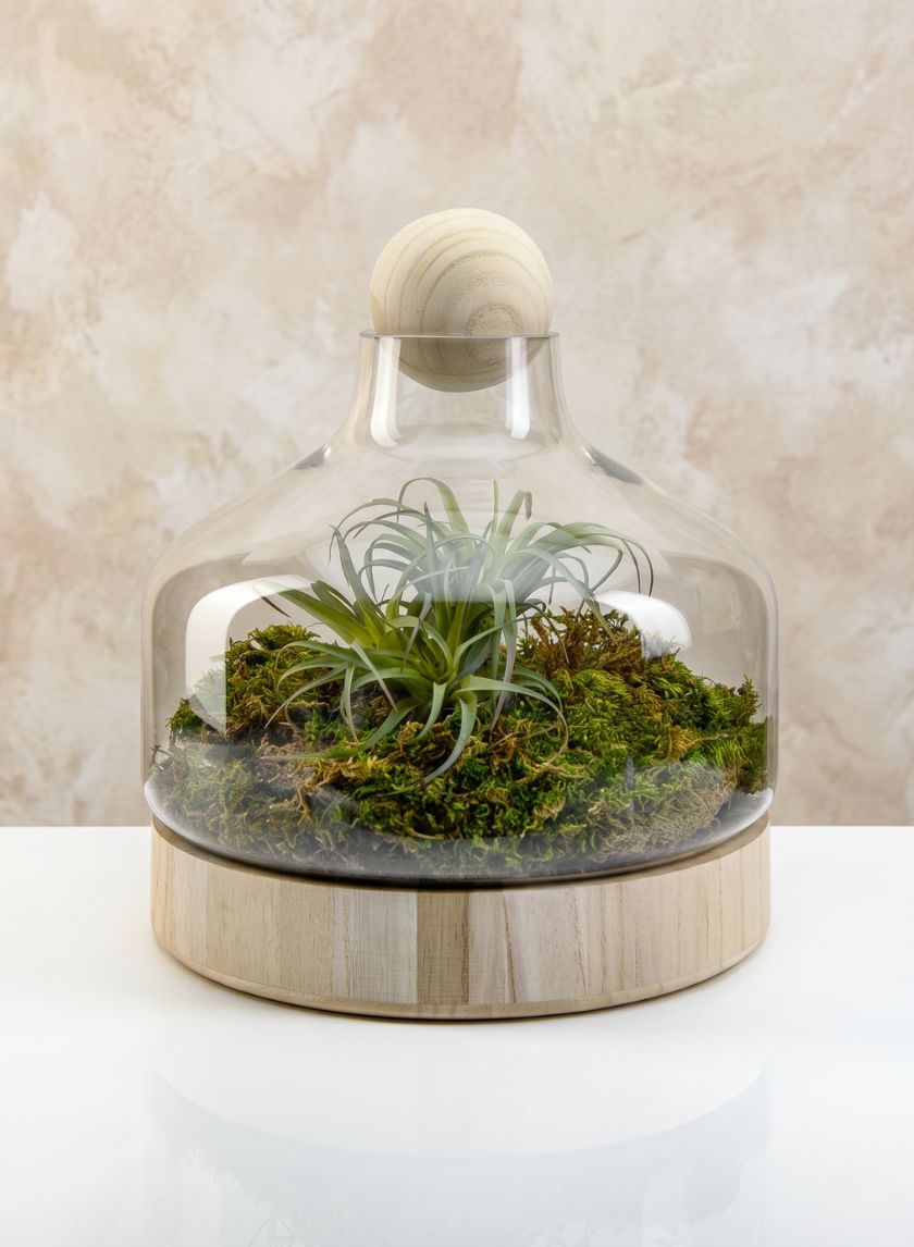 10in Tall Copacabana Glass Terrarium, Small Decor Jamali Garden