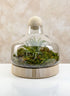 10in Tall Copacabana Glass Terrarium, Small Decor Jamali Garden