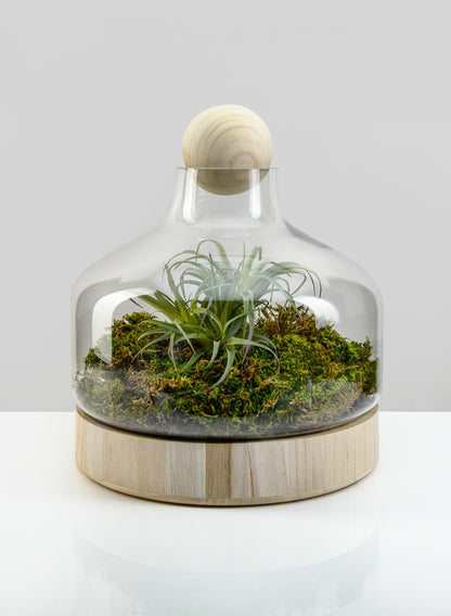 Copacabana Glass Terrarium Decor Jamali Garden