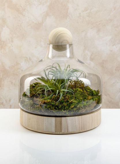 12in Tall Wide Copacabana Glass Terrarium, Large Decor Jamali Garden