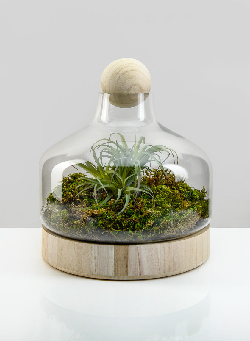 large indoor plant terrarium 12in Tall Wide Copacabana Glass Terrarium, Large