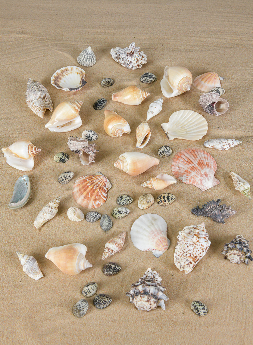 2lb Bag of Mixed Shells Decor Jamali Garden
