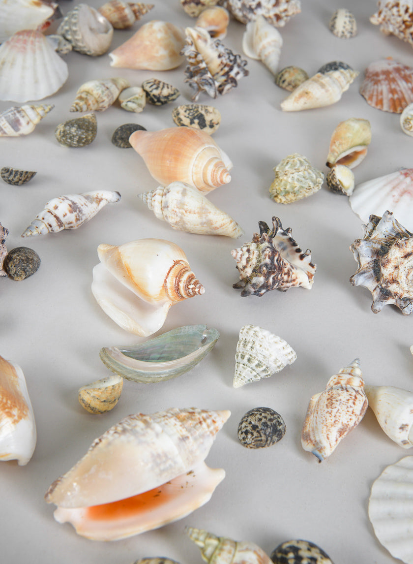 2lb Bag of Mixed Seahells Beach Wedding Seaside Party Decorations