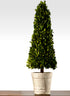 31  1/2in Boxwood Cone Topiary