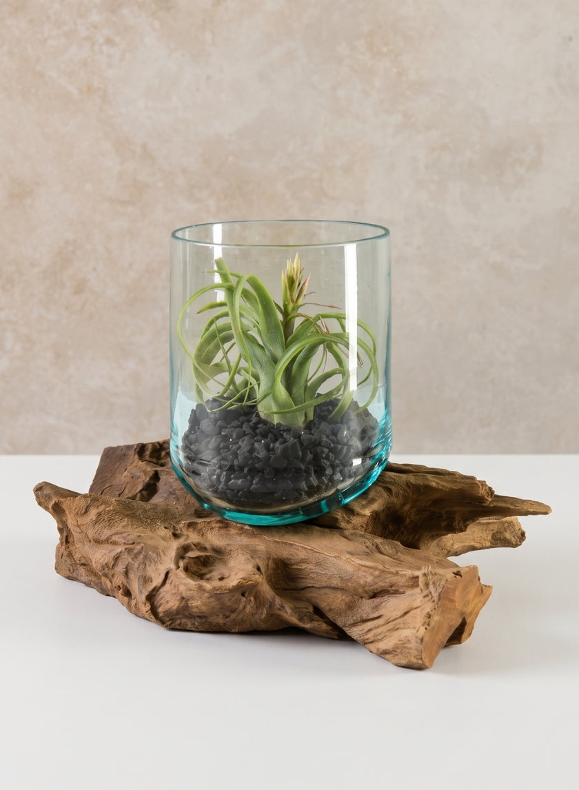 Jakarta Teak Stump With Glass Cylinder, Large Decor Jamali Garden