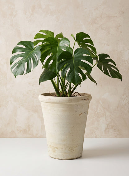 20in Tall Askos Cone Pot Decor Jamali Garden