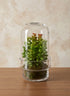 6.25in Tall Swazi Glass Terrarium, Small Decor Jamali Garden