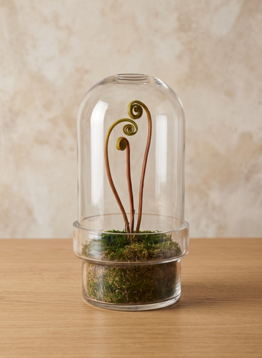 11in Tall Swazi Glass Terrarium, Large